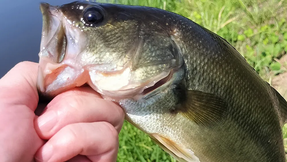 ブラックバスを釣った写真